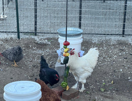 Los Angeles, California - Wudu Station & Chicken Coop - Jan 2026