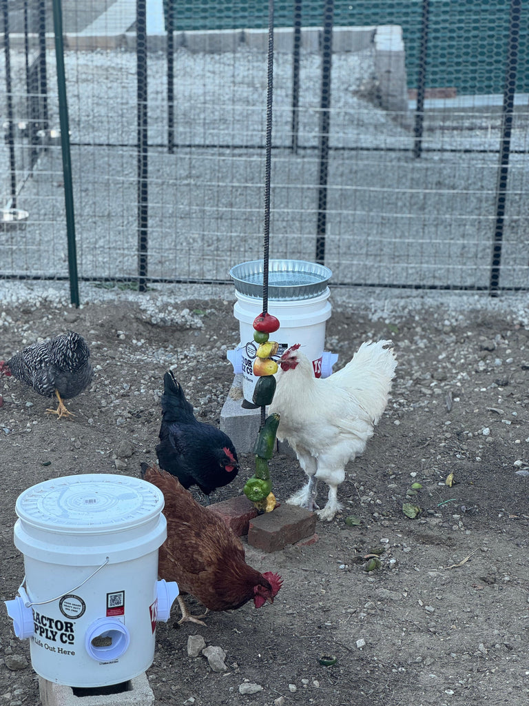 Los Angeles, California - Wudu Station & Chicken Coop - Jan 2026