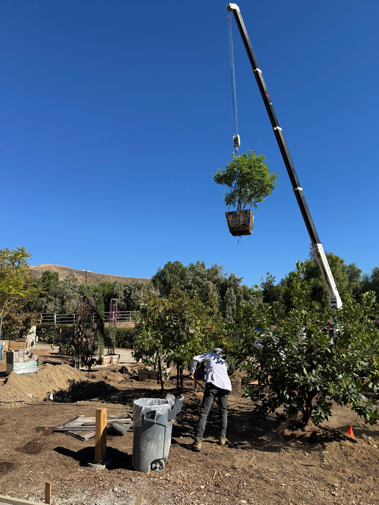 Los Angeles, California - Busy Hands are Happy Hands - More Tree Installation Nov 10 2025